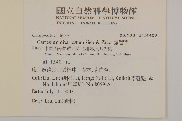 煙管草藏品圖，第2張