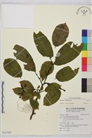 登錄號:S137424藏品圖，第1張