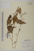 登錄號:S137427藏品圖，第1張