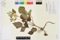 草玉梅藏品圖，第1張