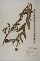 灰薊藏品圖，第1張