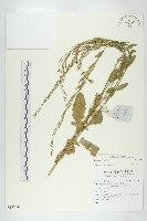 登錄號:S137448藏品圖，第1張