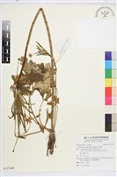 草玉梅藏品圖，第1張