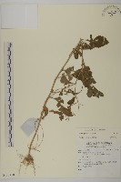 登錄號:S137450藏品圖，第1張