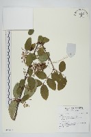登錄號:S137452藏品圖，第1張