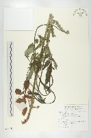 川續斷藏品圖，第1張