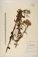 登錄號:S137455藏品圖，第1張