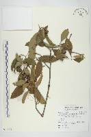 頭狀四照花藏品圖，第1張