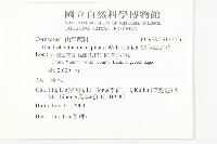 頭狀四照花藏品圖，第2張