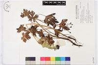 擬顯柱烏頭藏品圖，第1張