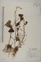 登錄號:S137468藏品圖，第1張