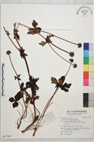 金蓮花藏品圖，第1張