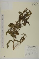 登錄號:S137473藏品圖，第1張