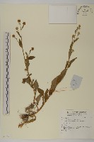 登錄號:S137474藏品圖，第1張