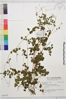 登錄號:S137475藏品圖，第1張