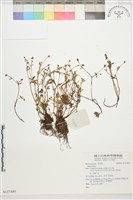 登錄號:S137480藏品圖，第1張