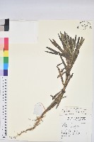 續隨子藏品圖，第1張