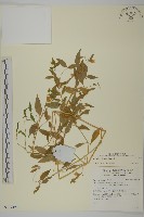 登錄號:S137499藏品圖，第1張