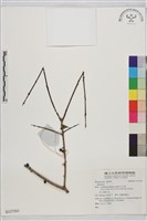 登錄號:S137501藏品圖，第1張