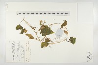 登錄號:S137504藏品圖，第1張