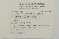 旋葉香青藏品圖，第2張