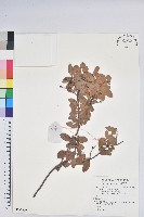 老鴉炮藏品圖，第1張