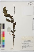 登錄號:S137524藏品圖，第1張