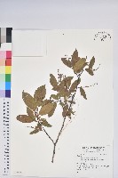 登錄號:S137525藏品圖，第1張