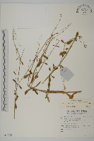 登錄號:S137528藏品圖，第1張