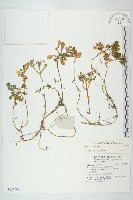 登錄號:S137534藏品圖，第1張