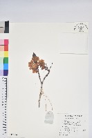 亮鱗杜鵑藏品圖，第1張