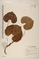 鐵破鑼藏品圖，第1張