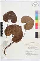 鐵破鑼藏品圖，第2張