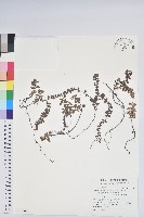 伏地杜鵑藏品圖，第1張