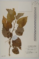 登錄號:S137558藏品圖，第1張