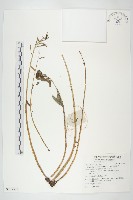 壯健紅景天藏品圖，第1張