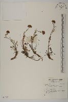 登錄號:S137579藏品圖，第1張