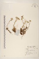 登錄號:S137584藏品圖，第1張