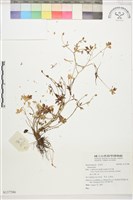 登錄號:S137586藏品圖，第1張
