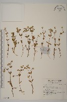 登錄號:S137590藏品圖，第1張