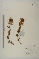 登錄號:S137598藏品圖，第1張