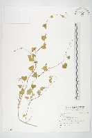 登錄號:S137608藏品圖，第1張