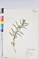 鐵莧菜藏品圖，第1張