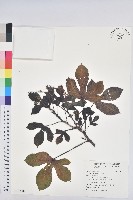 蓖麻藏品圖，第1張