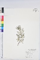 葉下珠、珠仔草藏品圖，第1張