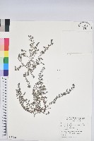 新竹地錦藏品圖，第1張