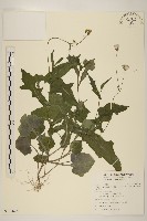 紫背草藏品圖，第1張