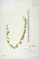 短梗土丁桂藏品圖，第2張