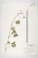 九爪藤藏品圖，第1張
