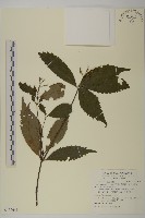 草珊瑚、紅果金粟蘭藏品圖，第1張